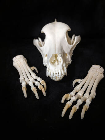 Dog Skeleton, Articulated